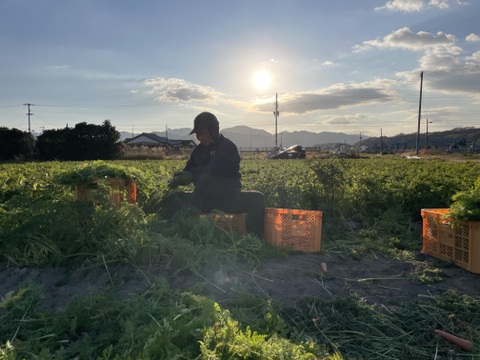 【年末感謝SALE】訳あり人参と訳ありミニ大根セット