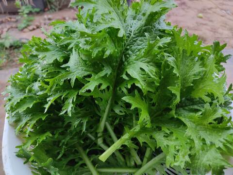 旬のお野菜セット（3～5品）クール便