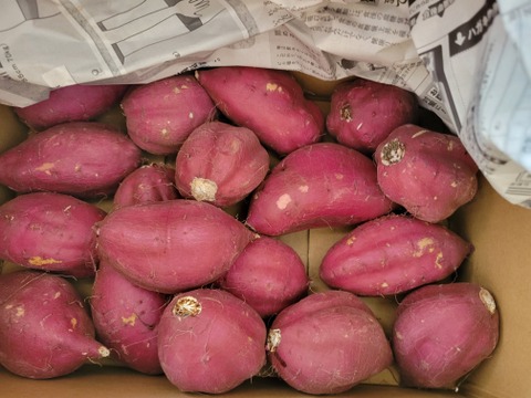 【新芋】シルクスイート　丸Mサイズ　5kg さつまいも