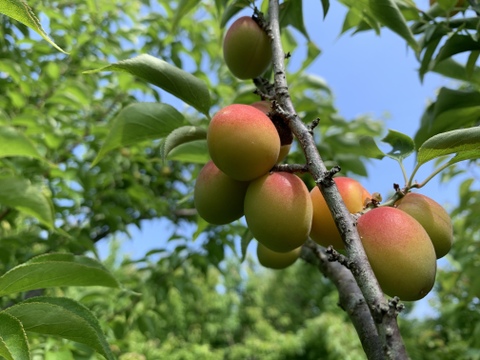 まじりっけなし！｢小梅｣2kg 自然栽培 農薬不使用