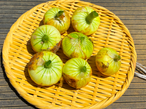 【訳アリ　ミニサイズ】入手困難な固定種早生タマネギ！『貝塚早生』 (1.8kg)