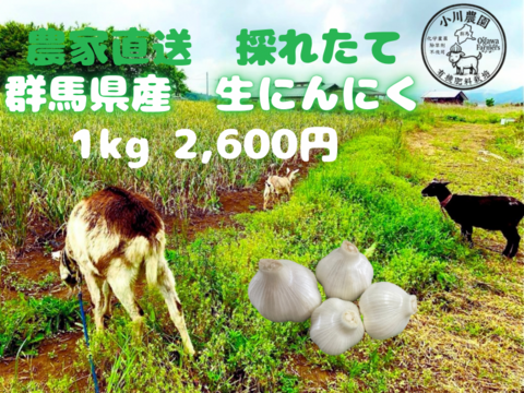 令和8年度　群馬県産　生ニンニク 有機肥料栽培　農薬化学薬品無使用　1kg