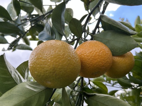 スイートスプリング小玉2kg食べ切りサイズ　格安！！