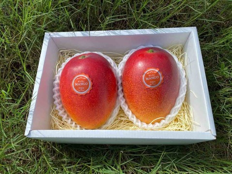 野田市の新しい特産品「きまがせマンゴー」ぜひご賞味下さい！