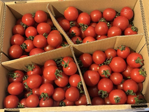 中玉トマト　レッドオーレ　無選別たっぷり２ｋｇ