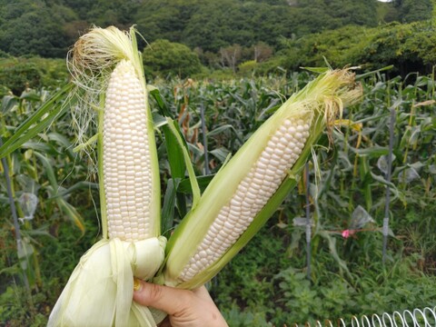 北海道朝採りスイートコーン。 農薬化学肥料不使用栽培 。生でも食べられます！(総重量3.5キロ以上、本数調整１０本前後)  
白品種、黄色品種。
品種は発送日によりお任せ。一品種のみになる時期もあり。