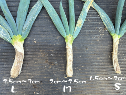 ネギの殿様！　固定種ネギ『下仁田ネギ』(10本)　Mサイズ