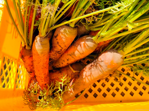 【福袋】おまけで10%増量！！鍋にもぴったり！旬の野菜セット7種（レギュラー）