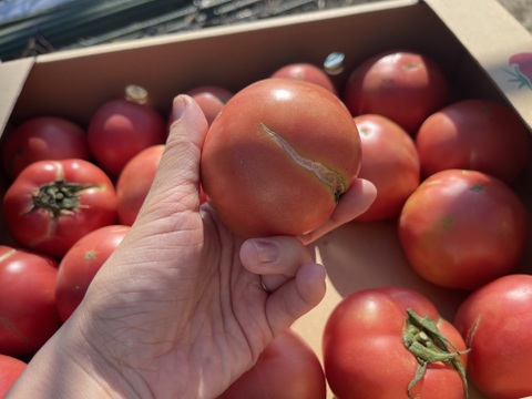 【加工用】割れ完熟トマト