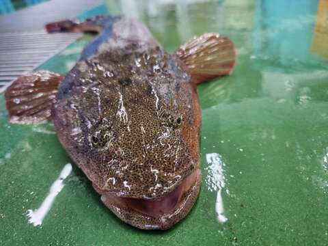 可哀想なコチ 訳あり フードロス 天然マゴチ小サイズ1本分  急速冷凍 真空パック 三枚おろし済み 刺身 鍋 から揚げ ムニエル