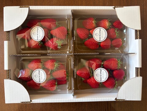 【特Aスターナイト】宮城蔵王産 いちご 250g×4P