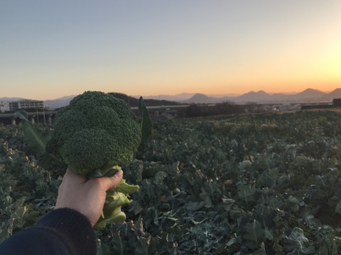 ブロッコリー　6玉　約1.5kg