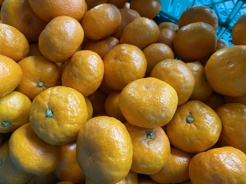 【訳アリ】"完熟貯蔵”ずっしり濃いコク！青島みかん🍊箱込み5ｋｇ