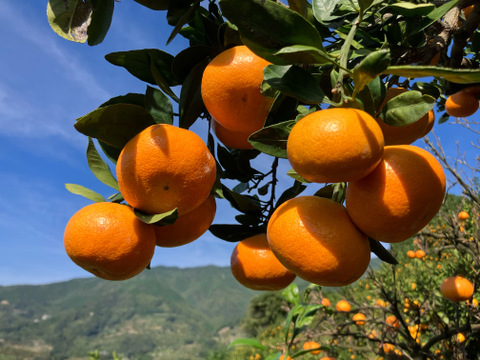 愛媛県八幡浜市産 由良早生みかん 5kg