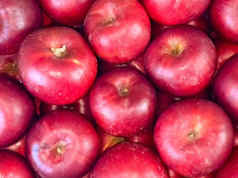 【お菓子づくりに！】山形県産りんご　紅玉10kg　※フルーツキャップなし