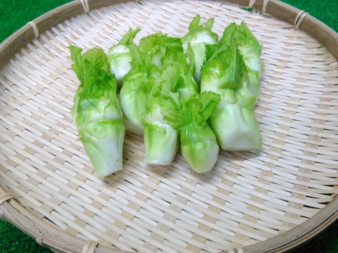 天麩羅が最高!蕾菜♫ ビールのお供にも抜群の相性!