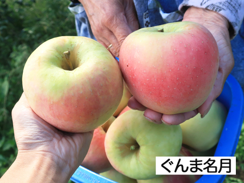 希少 りんご 2~3種 詰め合わせ 3kg(8〜9玉)セット ギフト【 ぐんま名月/こうとく/ひろのかおり/あまみつき/小町ふじ/黒千寿】