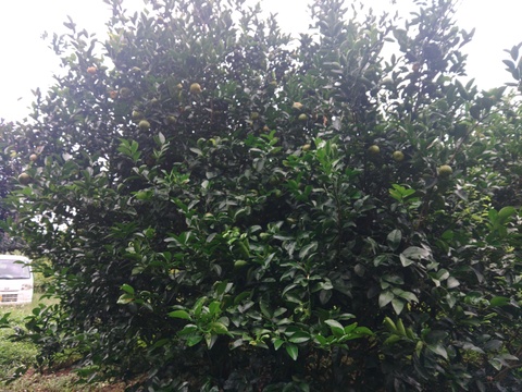 フルーツシークヮーサー（2kg）