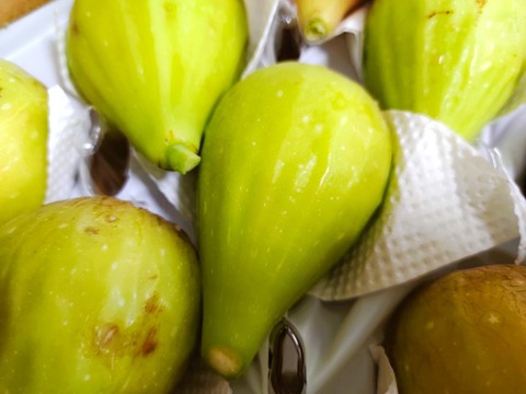 【樹上完熟いちじく！食べ比べ】 バナーネ・桝井ドーフィン１２個（農薬不使用）