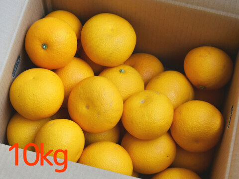 爽やかな香りが溜まらない　木なり八朔【贈答用(特選品)】[10kg]　316-2