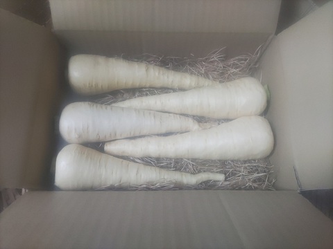 パースニップ（Parsnip） 10kg 1本当たり150g～250g