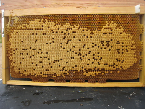 季節の豊かな風味満載！百花蜂蜜セット　無駄なく最後まで使える！卓上容器 200g　×　180ｇ瓶