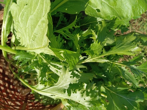 鍋野菜🥬🥬🥬【数量限定🥕🥕】ばぁばのモノスゴイ野菜👵👵👵（５品目～７品目）😋🍙子供に食べさせたい❗❗✨✨✨