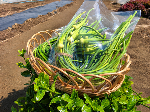 【朝採れ発送】にんにくの芽 500g｜茨城県境町産｜大きさ無選別｜農薬・除草剤：栽培期間中不使用