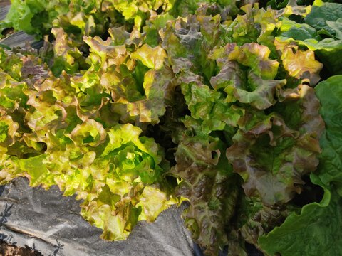 🍃【朝採り】旬の株どりレタス3～4株 ＋ 旬野菜の詰め合わせBOX🍃