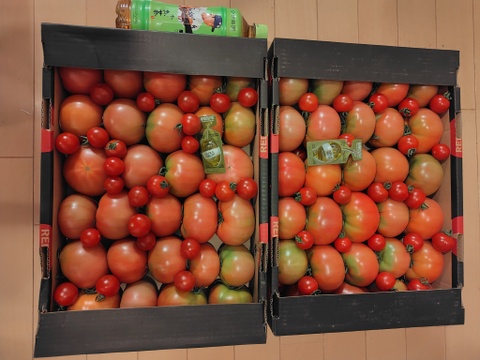 受賞歴３回！訳ありソムリエトマト4〜5kg（１８玉～３６玉) ×2❗️ソムリエミニトマト　プラチナ【食べ比べ】