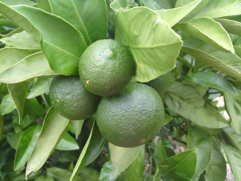 青みかん ５個 🍃【数量限定・皮ごとOK】青みかん2.5kg＊夏のめぐり整う“青の