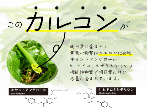 【新商品】あしたば茶／40g パウダー 日本古来の生薬 粉末茶 松田製茶 日本茶インストラクター監修 POD-006