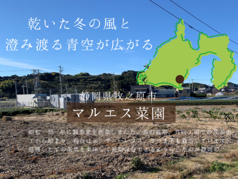 【母の日ギフト】最上級ランク大走り新茶と伝統製法の干し芋のセット お茶　静岡産