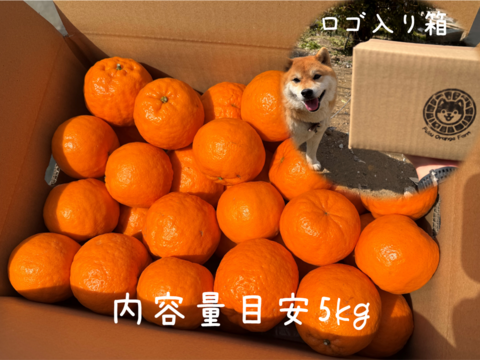 【濃厚な味と香り＆種あり】今津ぽんかん《ご家庭用 5kg》｜サイズ混合｜愛媛・西宇和産