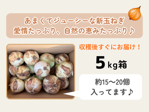 【極甘ジューシー】淡路島 春の新玉ねぎ 5kg箱 約15～20個入