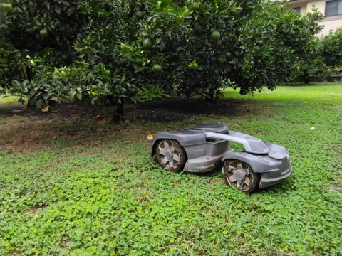 家庭用　極早生みかん　箱込み４.5キロ