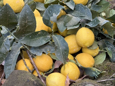 佐賀県太良町産レモン1.5kg