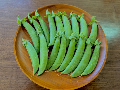 初夏の味わい！農薬不使用・スナップえんどう食べ切り300g