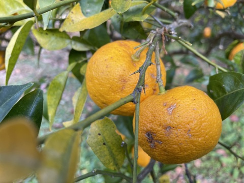 😊【訳あり】甘味と程よい酸味の藤中みかん4㎏香り際立つユズ1㎏〈セット〉5㎏