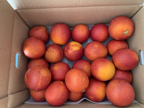 【真っ赤な高級柑橘】ブラッドオレンジ 【家庭用 3kg】