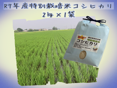【熟成の旨味】Pino farm「別格」コシヒカリ～R7年産特別栽培米　2㎏～