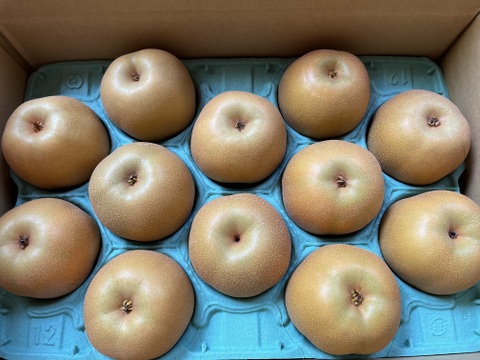 夏の定番🍏　千葉県産【幸水】5㎏ 　大きめ『9～14玉入』市川のなし・秀品