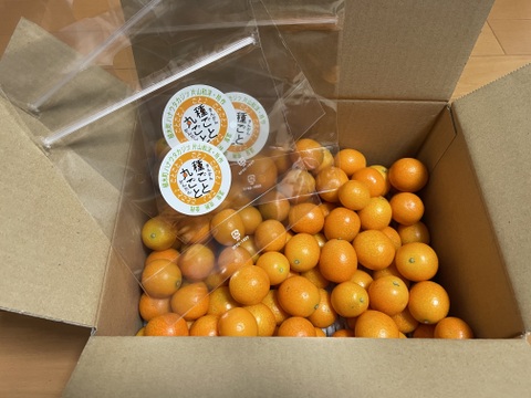 【家庭用】種ごと丸ごときんかん計1.5kg