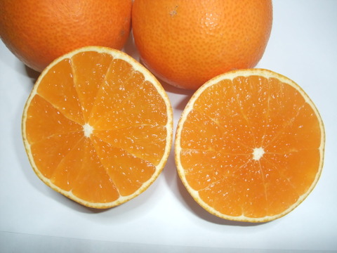 【冬ギフト】とろける・プル甘！ひめまる愛果まどんな（贈答用約3Kg）