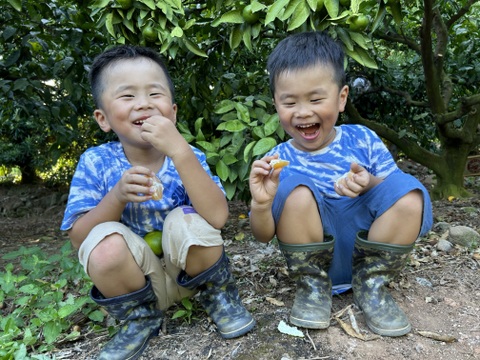 今が旬！極早生みかん（大小混合5㎏入り）