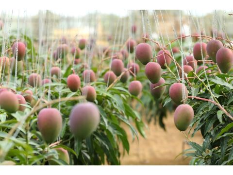 夏ギフト】宮古島産完熟マンゴー1玉入り×2個セット：沖縄県産の