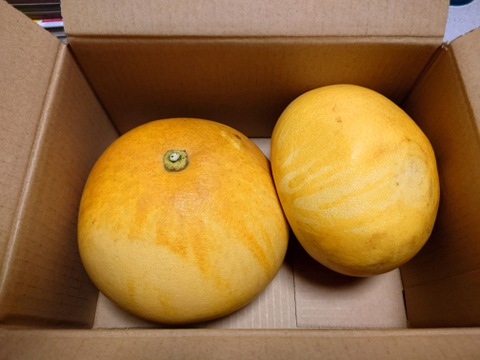 ★完全自然栽培品　晩白柚　（文旦）　ザボン　2玉