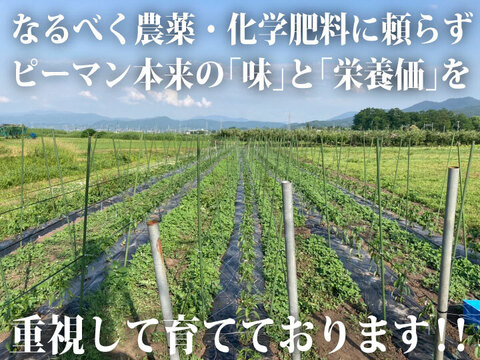 【生でも美味しい！ごちそうピーマン！】約２キロ！朝採れ新鮮「つる付きピーマン」肉厚で甘い！