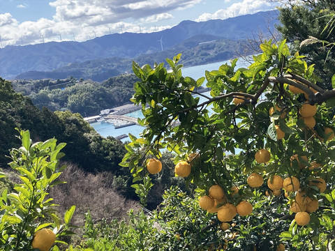 酸味が少なくまろやかな甘み　三宝柑【家庭用(訳あり)】[2.5kg]　321-2h