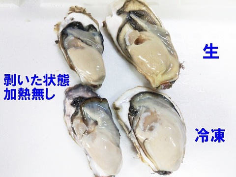 ブランド登録なし 横幕 松島の牡蠣 青 YK-415